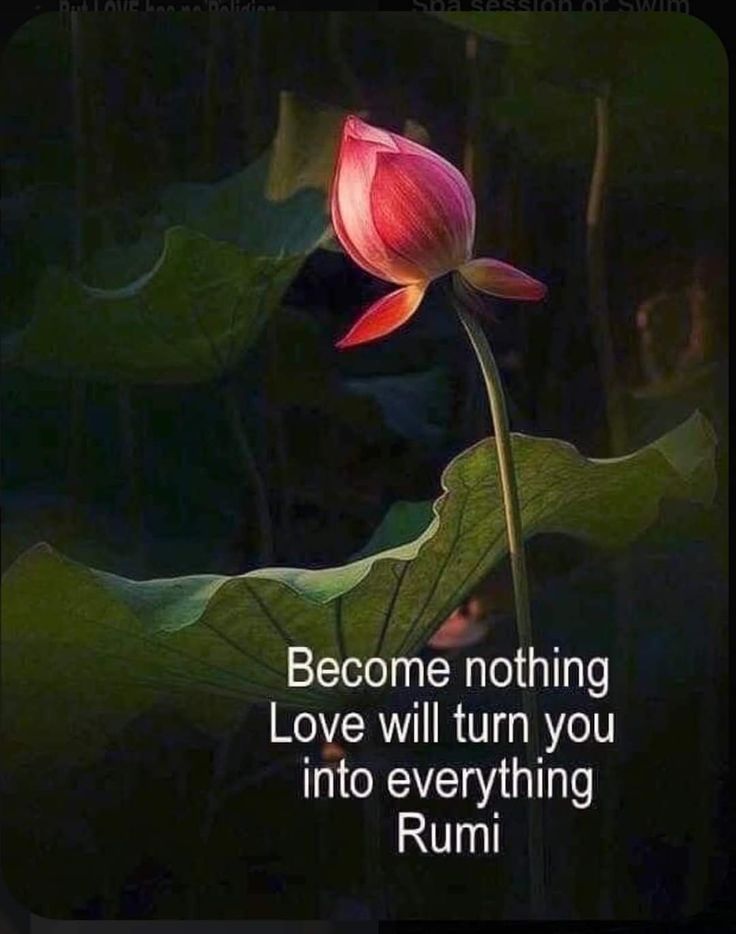 Become nothing love will turn you into everything- Rumi 